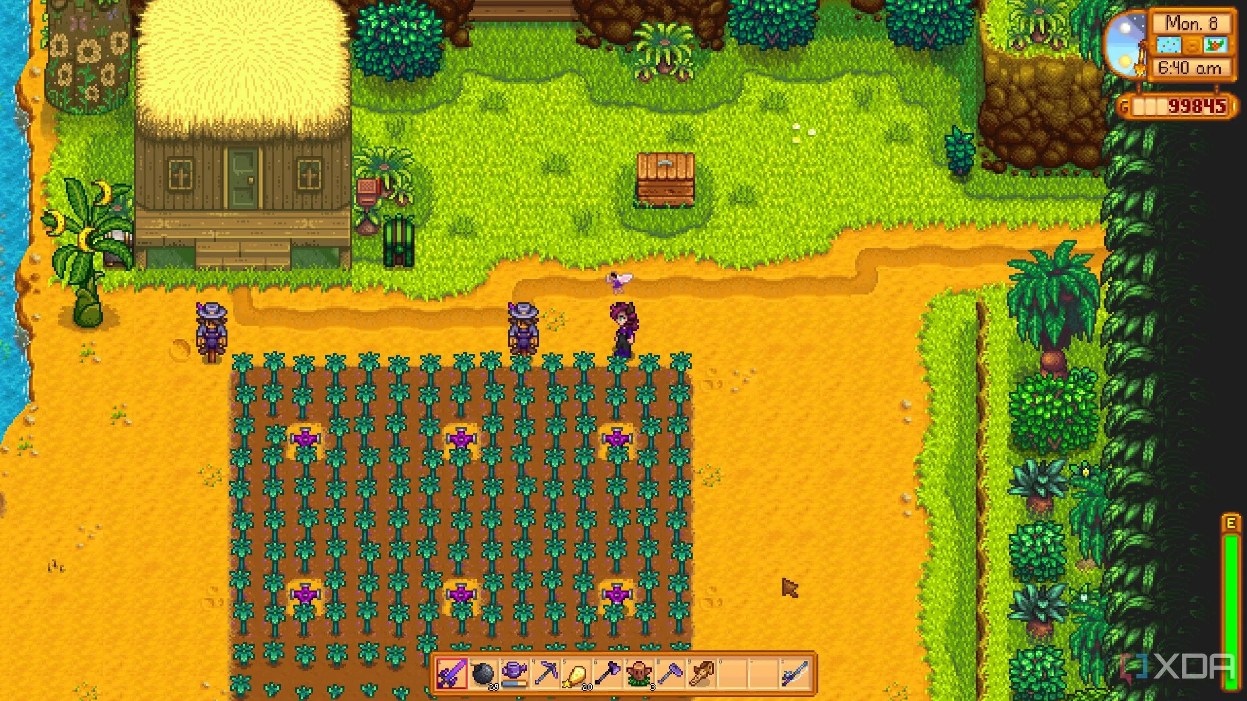 Cánh đồng trên đảo Ginger Island trong game Stardew Valley với phong cảnh đẹp và nhiều cây cối xanh tươi.